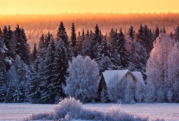 Заснеженный лес