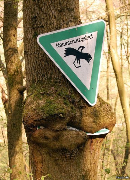 Природа отыгралась