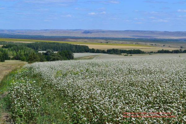 Родные просторы природа Оренбургского края