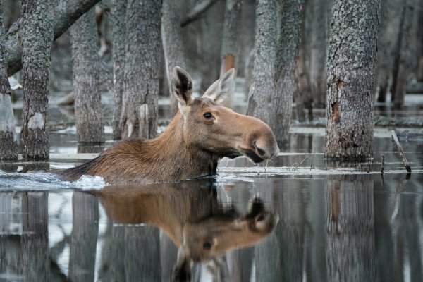 Дикая природа России 2019 National Geographic