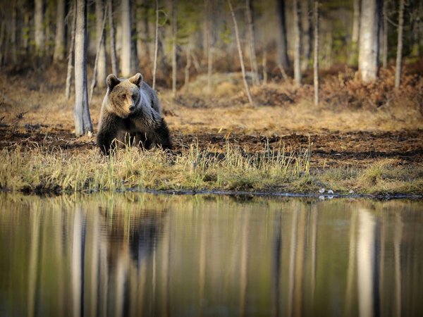 Природа России животные