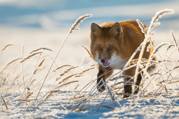 Иван Кислов фотограф
