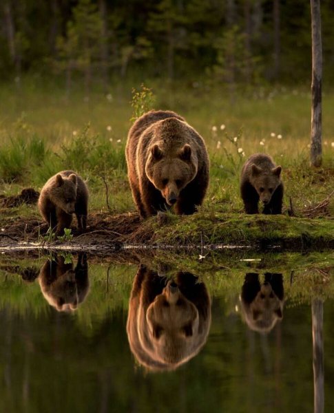 Дикая природа