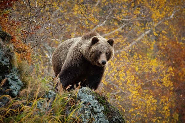 Животные бурый медведь: России
