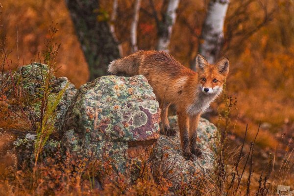 Тигирекский заповедник Алтайского края животные