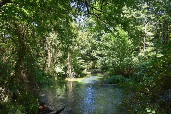 Самурский лиановый лес в Дагестане