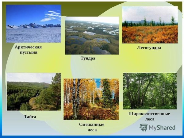 Природные зоны лесов России