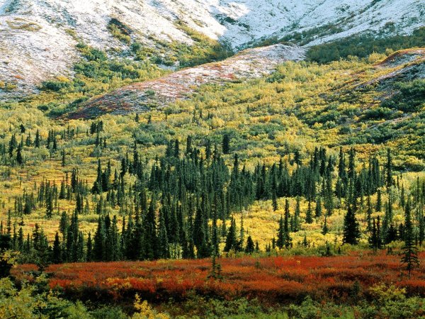Флора тайги в Северной Америке