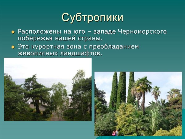 Субтропики Черноморского побережья Кавказа