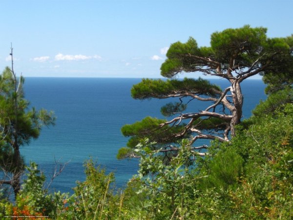 Крым сосны горы море Песчаное