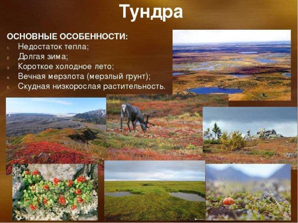 Особенности природной зоны тундры