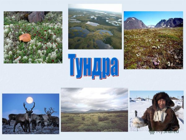 Природные зоны зона тундры
