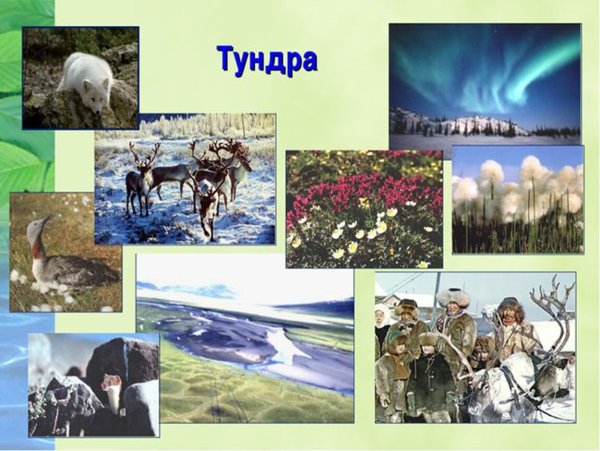 Флора и фауна тундры и лесотундры