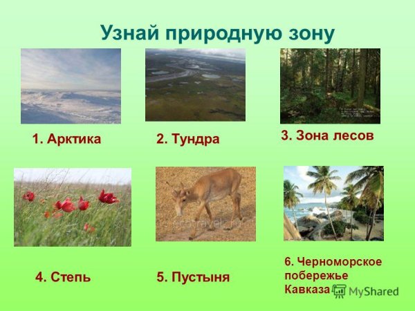 Растения разных природных зон