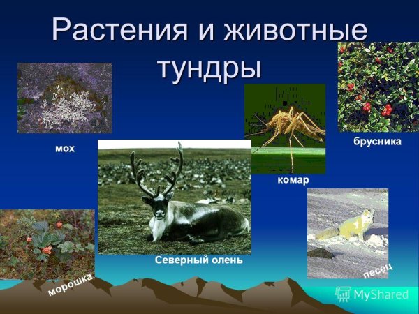 Тундра животные и растения