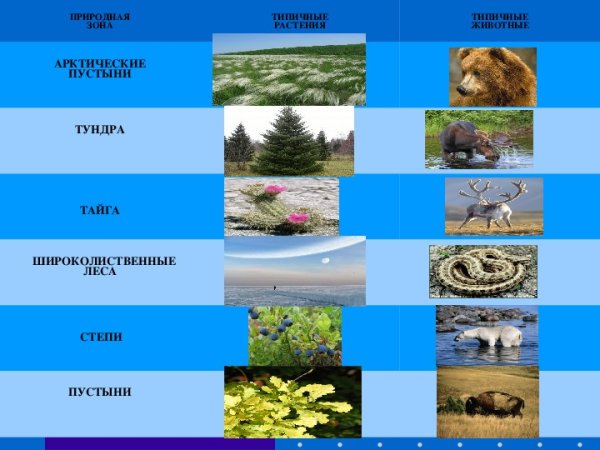Природные зоны России таблица Тайга тундра зона лесов