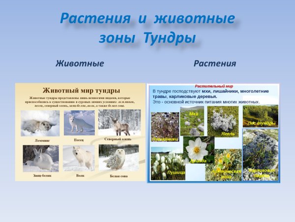Тундра животные и растения