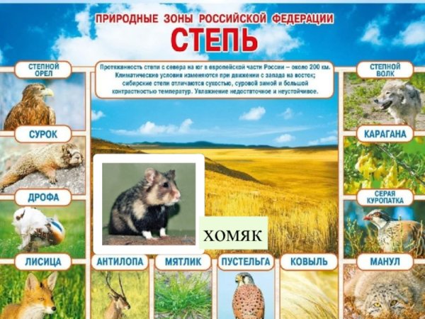 Животные природных зон России 4 класс