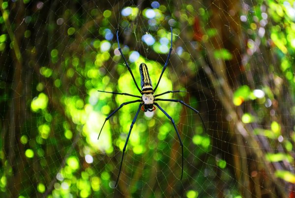Пауки Nephila clavata