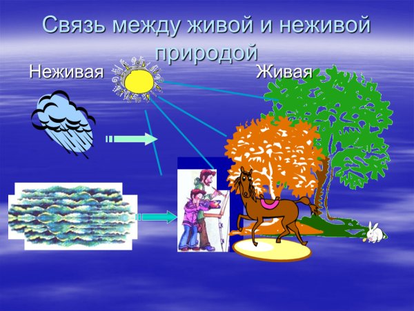 Связь между живой и неживой природой