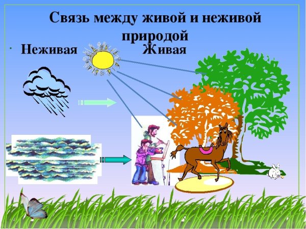 Связь между объектами живой и неживой природы 2 класс