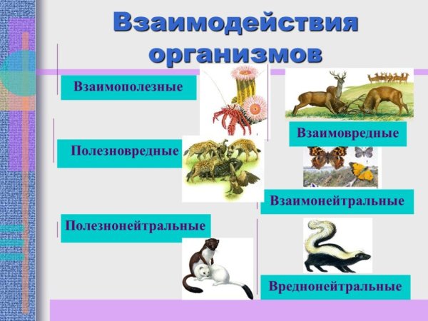 Взаимодействие между организмами