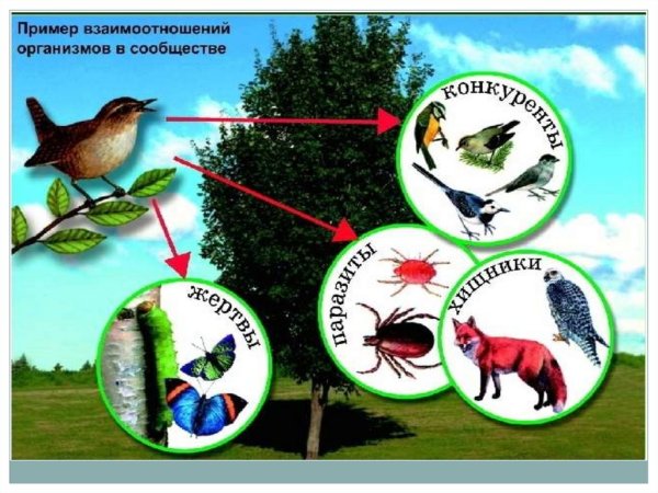 Взаимоотношения организмов в природе