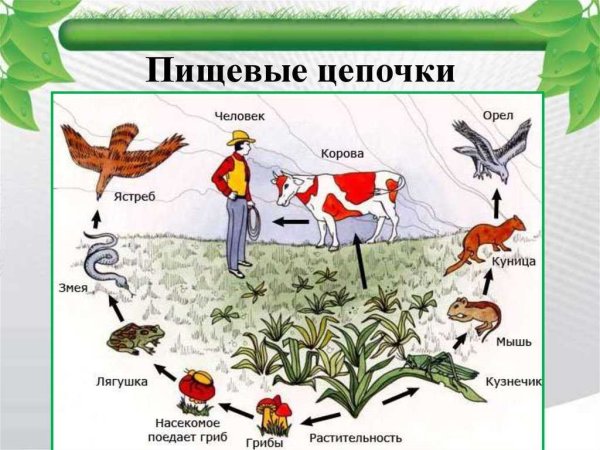 Схемы пищевых цепей примеры