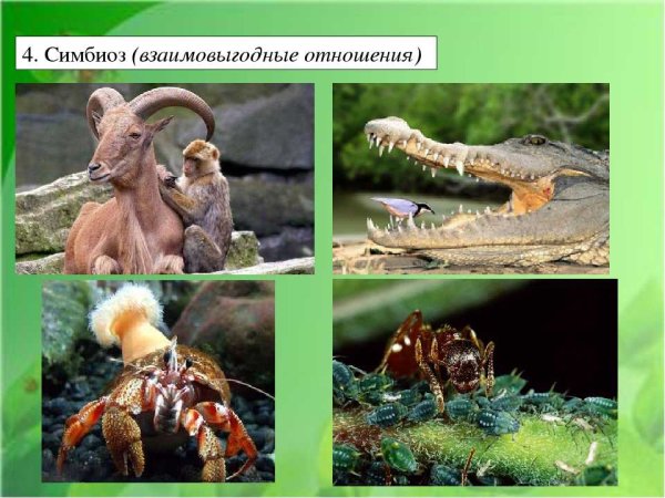 Симбиотические отношения между животными