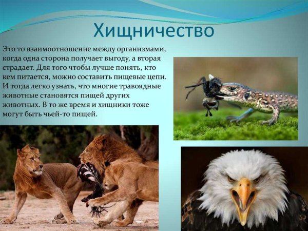 Симбиоз хищничество