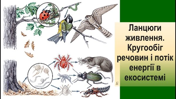 Экосистема биоценоза леса