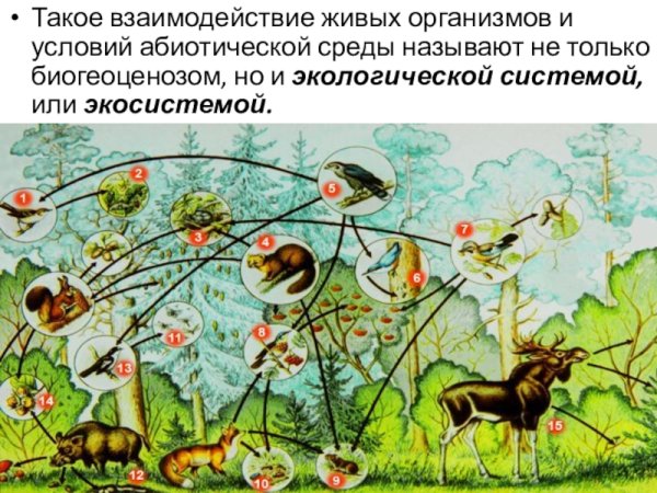 Полевка цепь питания