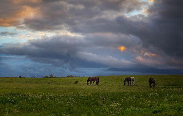 Сельская пастораль