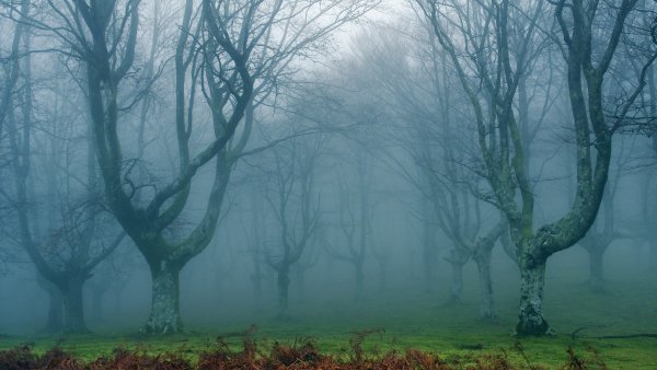 Мрачный лес
