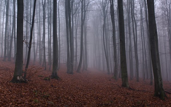 Мрачная осень