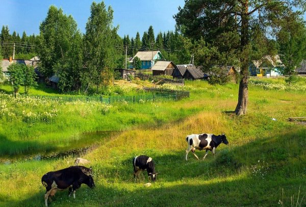 Лето в деревне