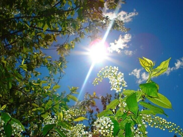 Весенняя природа солнце