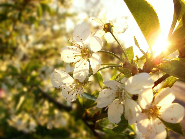 Весна природа