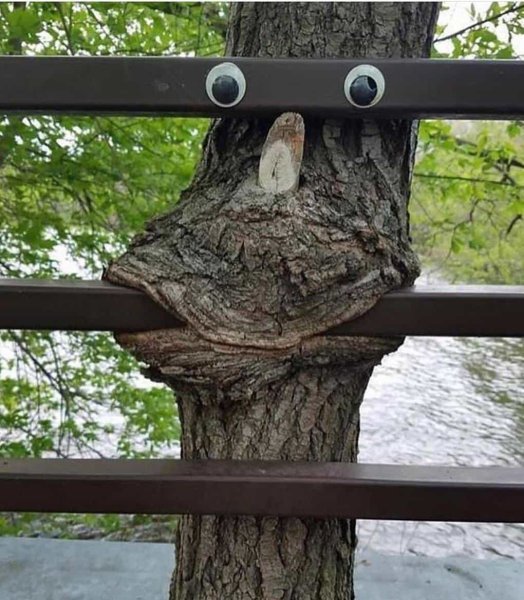 Шутки природы