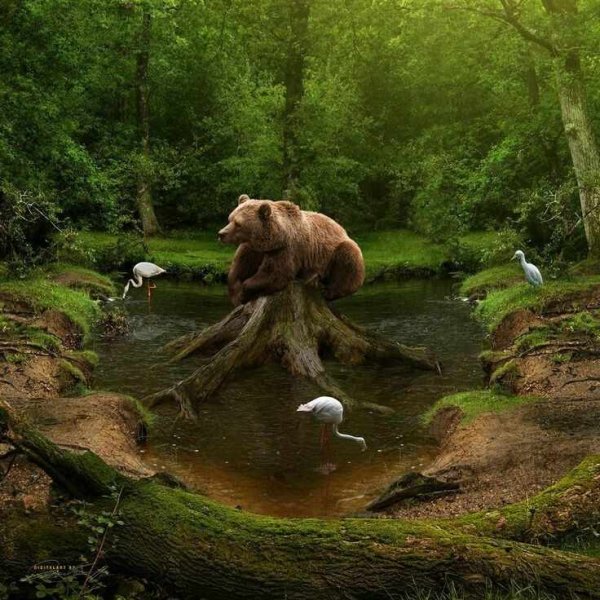 Смешные животные в природе
