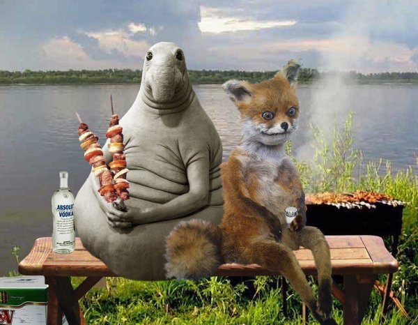 Котик в лодке