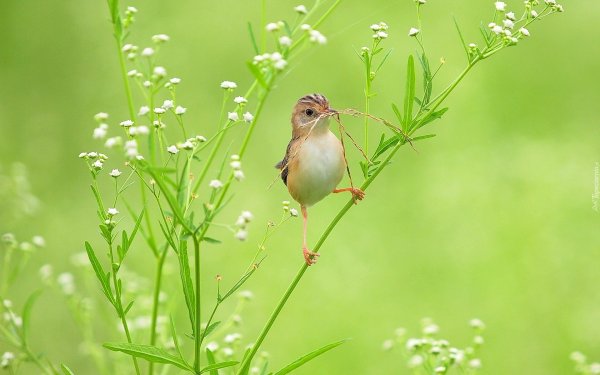 Фон природа птицы