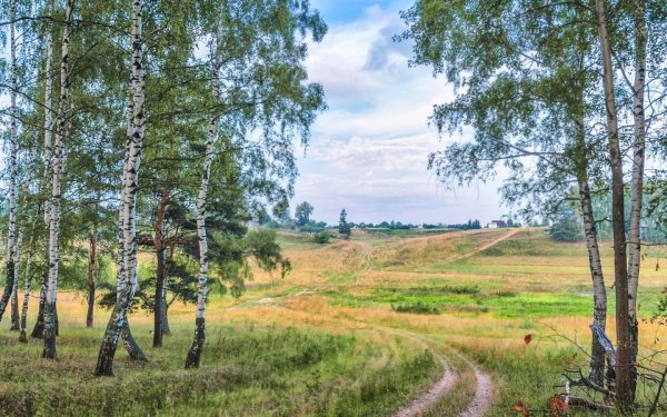 Природа Кузбасса березы