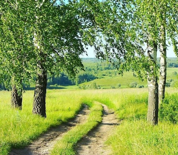 Заказник лесостепной Омская область