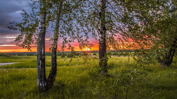 Россия просторы Березки реки