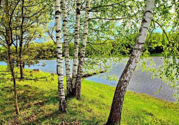 Российские просторы березы Есенин