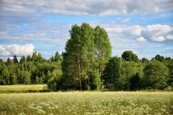 Россия просторы Березки