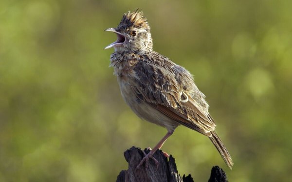 Жаворонки в небе над полем