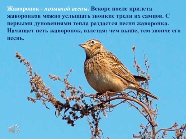 Лесной Жаворонок пение