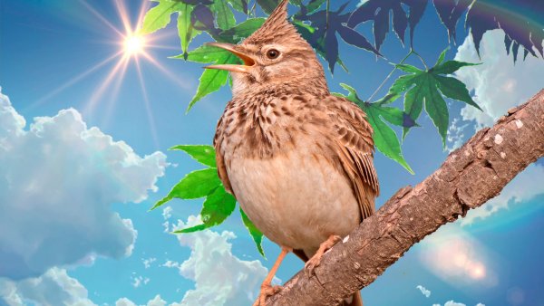 Луговой конек (Anthus pratensis) 237. Краснозобый конек